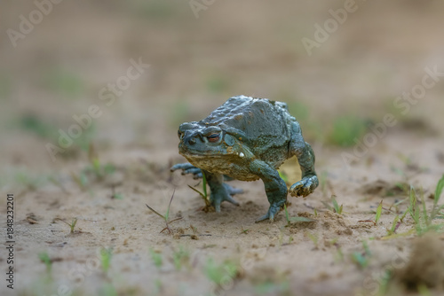 Φωτογραφία The Colorado River toad (Incilius alvarius), also known as the Sonoran Desert toad, is found in northern Mexico and the southwestern United States
