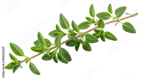 Fresh sprig of vibrant green oregano herb perfect for culinary and natural health ingredient design projects on transparent background
