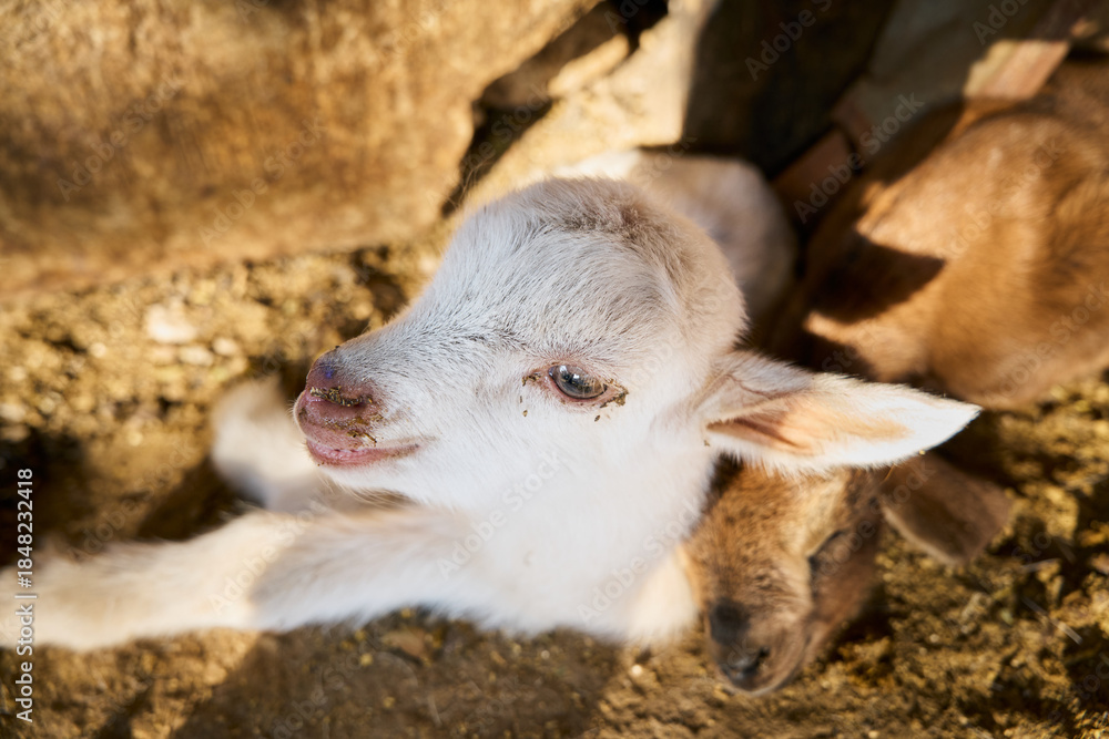 Fototapeta premium White baby goat resting in natural light