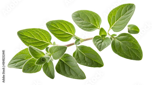 Fresh sprig of vibrant green oregano herb perfect for culinary and natural health ingredient design projects on transparent background