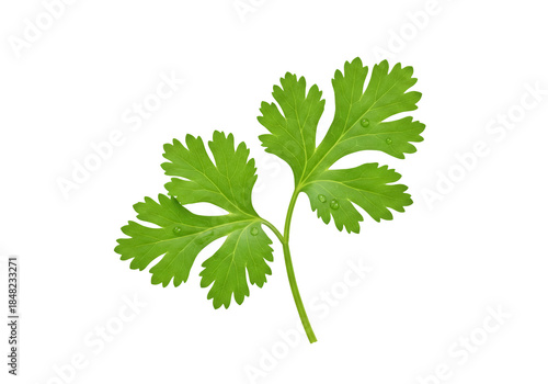 Fresh green cilantro sprig isolated PNG, aromatic herb with water droplets for cooking and garnish on transparent background