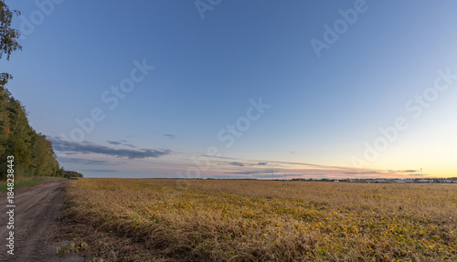 Field of yellow corn is shown in the foreground of a blue sky