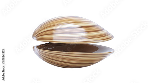 Open Clam Shell Isolated on White Background