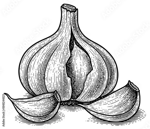 a black and white drawing of an onion on a , black, drawing, garlic, illustration, onion, picture, show, against transparent background
