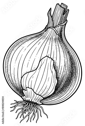 a black and white drawing of an onion, black, draw, drawing, garlic, illustration, onion, step, against transparent background