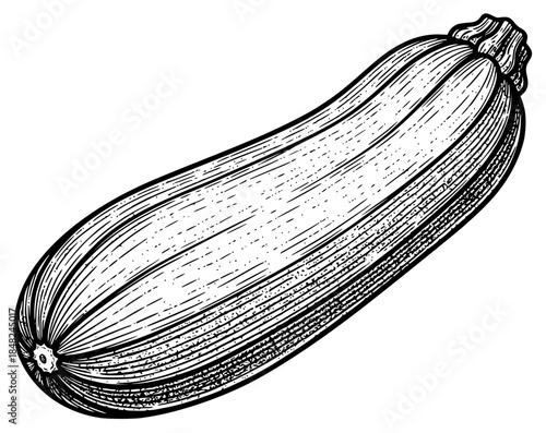 a black and white drawing of a zucchini, black, drawing, engraving, illustration, picture, show, zucchini, against transparent background