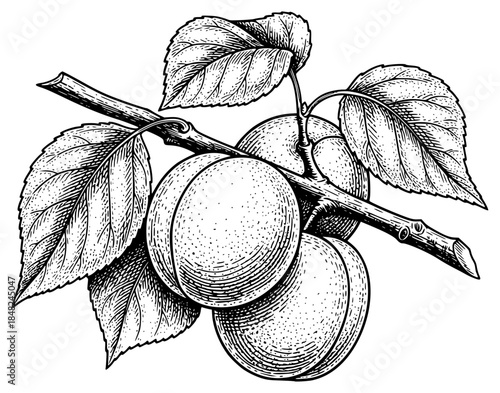 a drawing of ripe plums on a branch with a leaf, black, branch, drawing, fruit, illustration, leaf, plum, ripe, tree, against transparent background