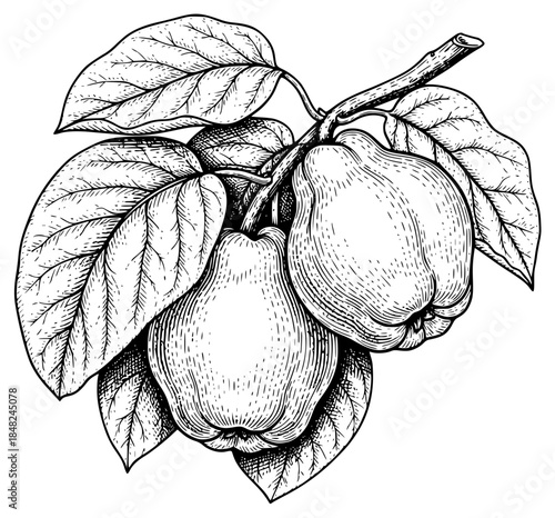 a drawing of a branch of a tree with ripe fruit and a leaf, apple, black, branch, drawing, fruit, ink, leaf, pear, ripe, tree, against transparent background