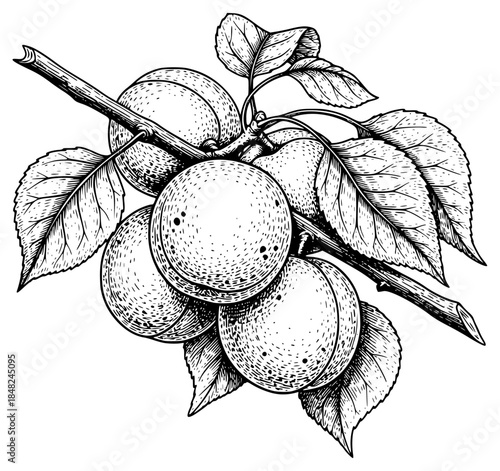 a drawing of ripe plums hanging on a branch with a leaf, black, branch, drawing, fruit, hang on, illustration, ink, leaf, plum, ripe, tree, against transparent background