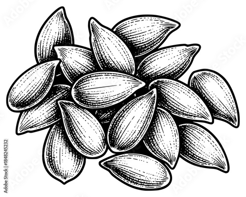 a black and white drawing of a sunflower with its shells and seeds, almond, black, drawing, flower, illustration, picture, seed, shell, sunflower, against transparent background
