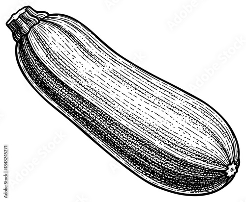 a black and white drawing of a zucchini, vintage engraving, black, drawing, engraving, illustration, old, picture, zucchini, against transparent background