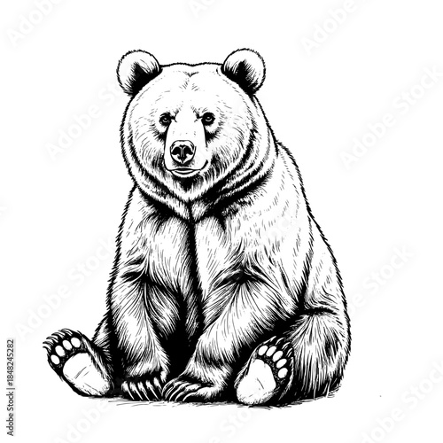 Grizzly, shaggy bear sitting with folded paws, simple drawing, sketch. Vector illustration. A formidable and powerful forest predator, isolated on a white background.