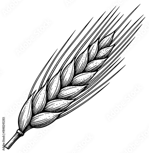 a black and white drawing of an ear of wheat, black, drawing, ear, grain, illustration, stalk, wheat, against transparent background