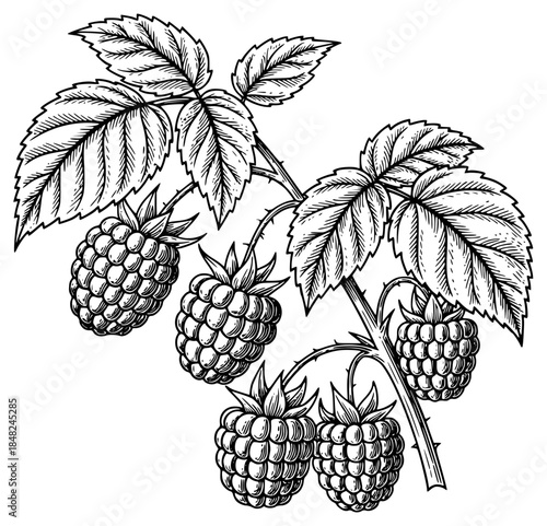 black and white drawing of a branch of raspberry with berries and leaf, berry, black, blackberry, branch, drawing, illustration, leaf, plant, raspberry, ripe, against transparent background