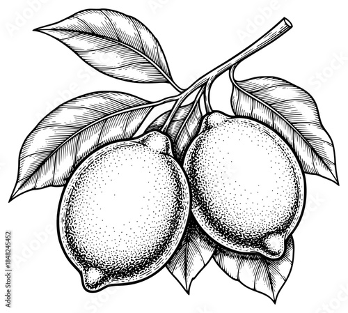 a drawing of a ripe lemon or orange hanging on a branch with a leaf, black, branch, drawing, fruit, hang on, illustration, ink, leaf, lemon, orange, ripe, tree, against transparent background