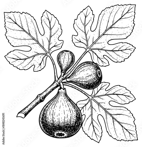 a drawing of a branch of a tree with ripe fruit on a , black, branch, drawing, fig, fruit, illustration, picture, plant, ripe, tree, against transparent background