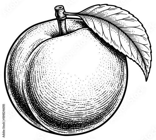 a sketch of an orange or peach with a leaf, black and white illustration, black, drawing, illustration, leaf, orange, peach, ripe, sketch, against transparent background
