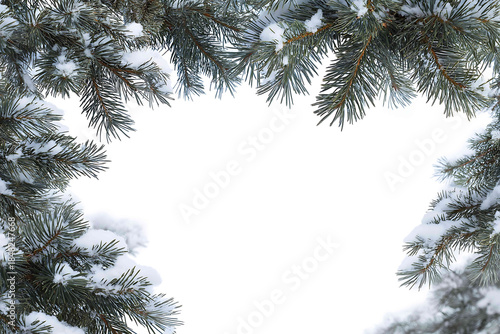 Snowcovered pine branches in frame form isolated on white background