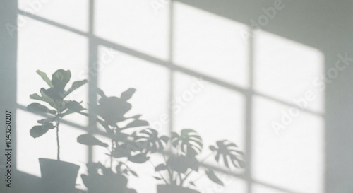  Window frame and plant shadow overlay on white wall