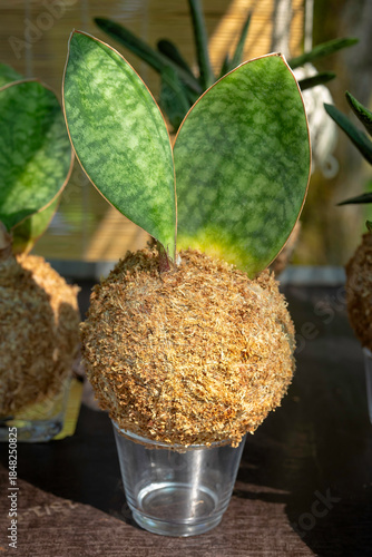 kokedama of Dracena (Sanseviera) masoniana Cv. Victoria, Asparagaceae. Ancient Japanese technique. Evergreen herbaceous ornamental plant.
