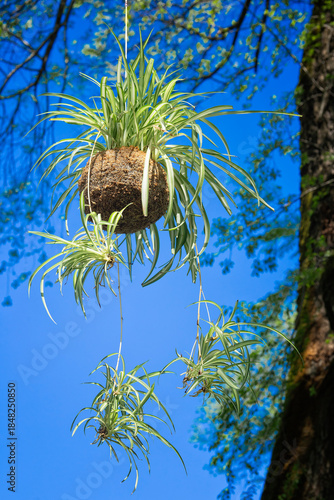 kokedama of Chlorophytum comosum Cv. Vittatum, Asparagaceae. Ancient Japanese technique. Evergreen herbaceous ornamental plant.