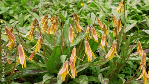 Close up of delicate Erythronium americanum flowers with soft natural background. Perfect for nature, wellness, eco, background concepts. 
