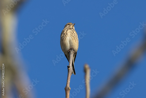 Photography Common Linnet (Linaria cannabina) - Common in coastal dunes farmland and scrub a