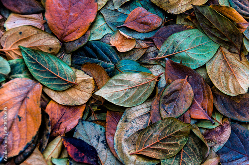 Autumn Leaf Texture Background , persimmon leaves