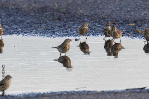 Photography Common Linnet (Linaria cannabina) - Common in coastal dunes farmland and scrub a