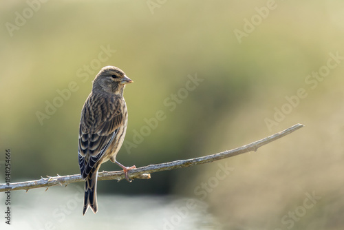 Photography Common Linnet (Linaria cannabina) - Common in coastal dunes farmland and scrub a