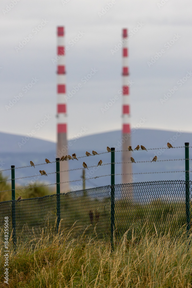 Fototapeta premium Common Linnet (Linaria cannabina) - Common in coastal dunes farmland and scrub across Europe