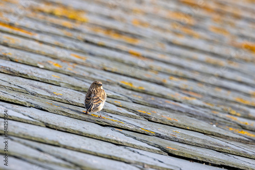 Photography Common Linnet (Linaria cannabina) - Common in coastal dunes farmland and scrub a