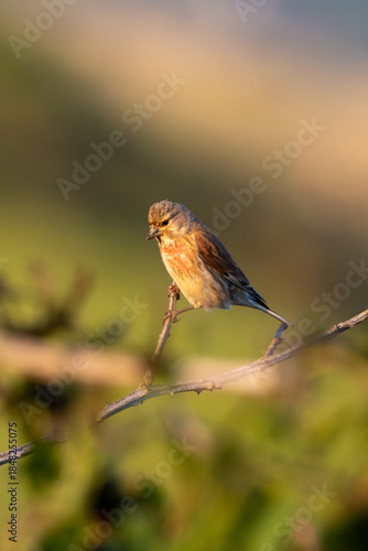 Photography Common Linnet (Linaria cannabina) - Common in coastal dunes farmland and scrub a