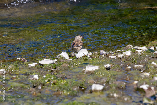 Photography Common Linnet (Linaria cannabina) - Common in coastal dunes farmland and scrub a