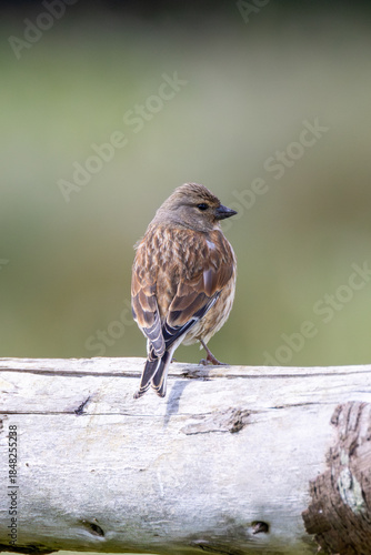 Photography Common Linnet (Linaria cannabina) - Common in coastal dunes farmland and scrub a