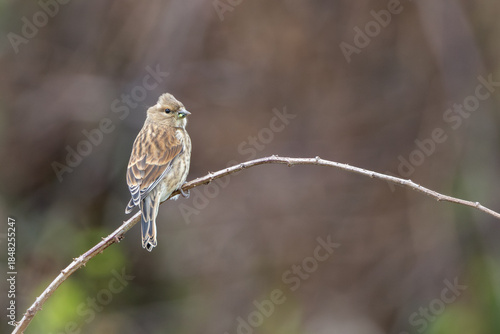 Photography Common Linnet (Linaria cannabina) - Common in coastal dunes farmland and scrub a