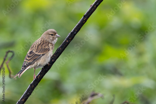 Canvas Print Common Linnet (Linaria cannabina) - Common in coastal dunes farmland and scrub a
