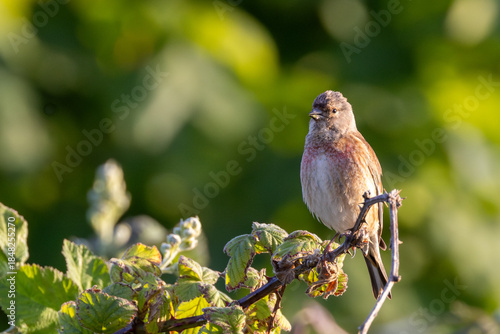 Photography Common Linnet (Linaria cannabina) - Common in coastal dunes farmland and scrub a