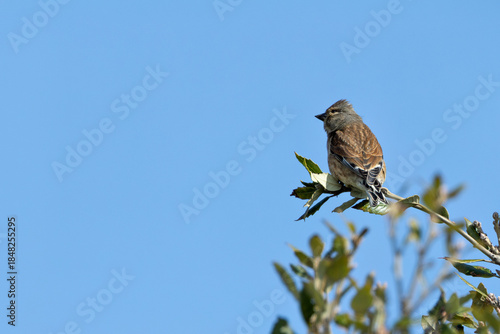 Photography Common Linnet (Linaria cannabina) - Common in coastal dunes farmland and scrub a