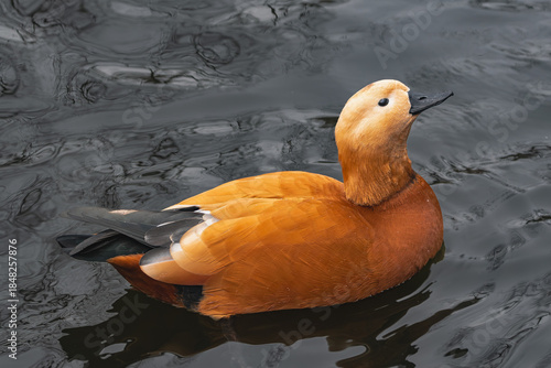 Ruddy shelduck (Tadorna ferruginea), swimming in a lake with snowflakes on its feathers