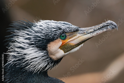 great cormorant, (Phalacrocorax carbo), side view of his head, close view