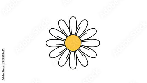 white daisy flower