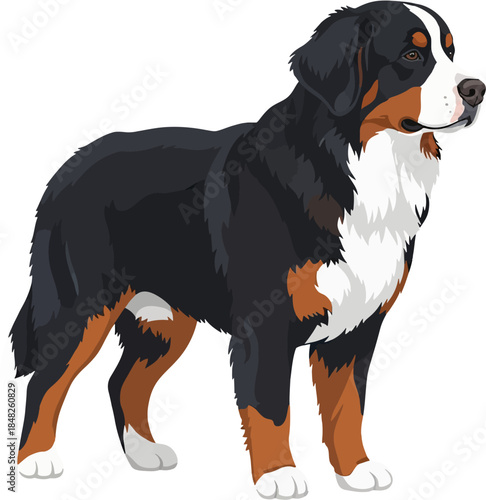 Bernese Mountain Dog Flat Vector Illustration Realistic Large Pet Breed