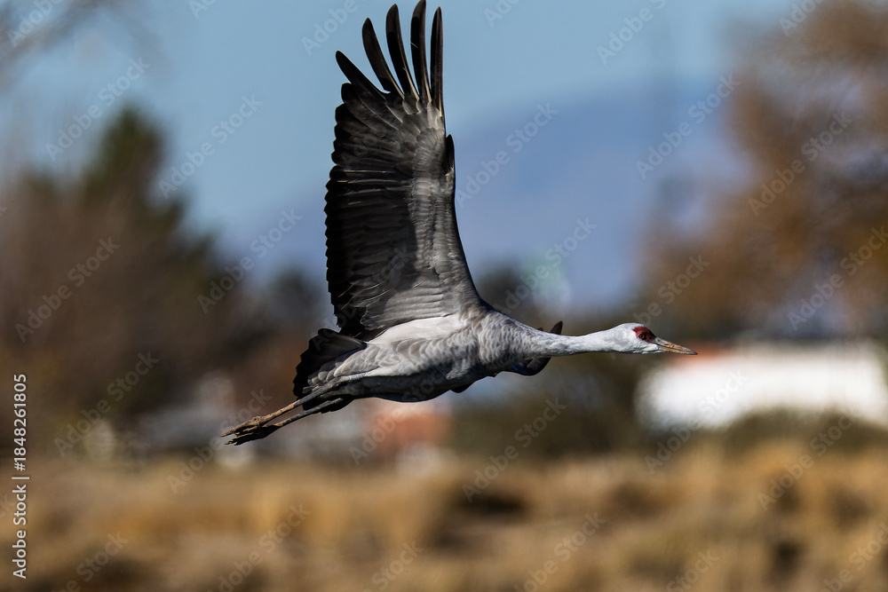 Fototapeta premium Sandhill cranes (antigone canadensis) taking flight at their winter home near Wilcox AZ