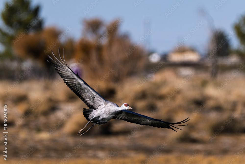 Fototapeta premium Sandhill cranes (antigone canadensis) taking flight at their winter home near Wilcox AZ