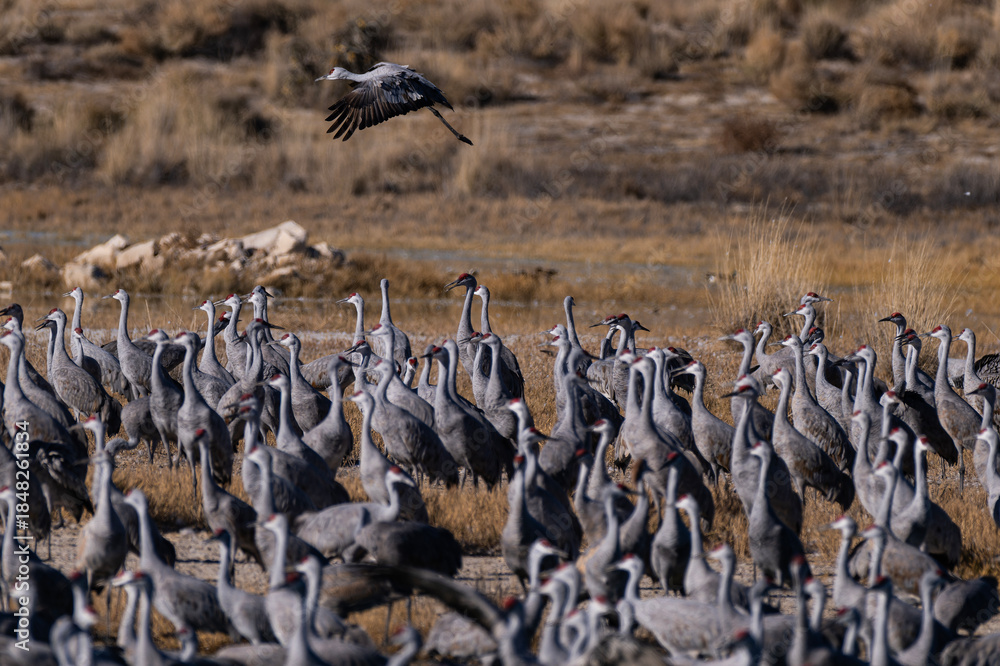 Fototapeta premium Sandhill cranes (antigone canadensis) taking flight at their winter home near Wilcox AZ