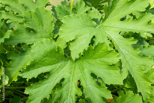 Zuchini plant with green leaves and yellow flowers, close-up. Vegetable background from vegetable marrow bush for publication, poster, screensaver, wallpaper, postcard, banner, cover, post