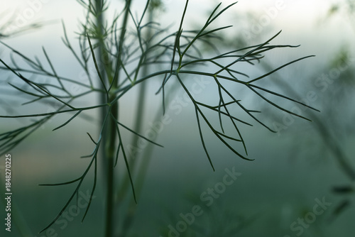 Close-Up of Fresh Green Dill Herb Growing in Garden Soil – Organic Culinary Herb with Aromatic Leaves in Natural Outdoor Environment