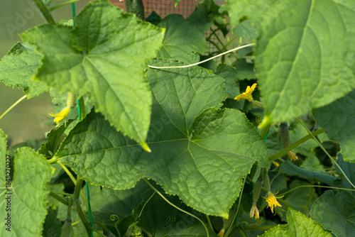 Cucumber Plant with Green Leaves and Yellow Flowers Growing in Greenhouse – Organic Cucumis Sativus Vines on Mesh Support in Vegetable Garden
