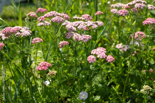 Blooming yarrow flowers on summer meadow, selective focus. Floral meadow for publication, poster, calendar, post, screensaver, wallpaper, postcard, cover, website. High quality photo